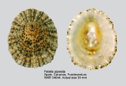 Patella piperata